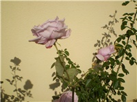 44184f27-Picture 6642.jpg